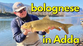 PESCA A BOLOGNESE SUL FIUME ADDA - BARBO A BOLOGNESE CON PB! - pesCarlo