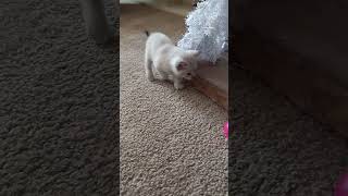 Momma Cat Cleans and Plays With Her Adorable Kittens! Baby Kitties Learning How To Play. So Cute! 🐾🖤