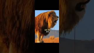 African Lion VS Grizzly Bear