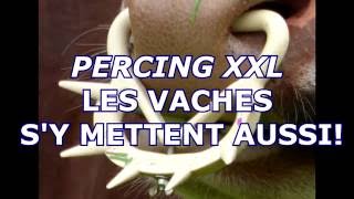 PERCING XXL