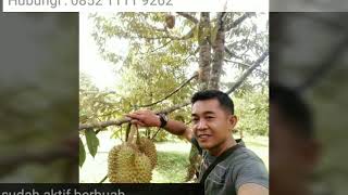 Jual Villa Plus Kebun Durian sudah berbuah di Balekambang, Jonggol Bogor Timur