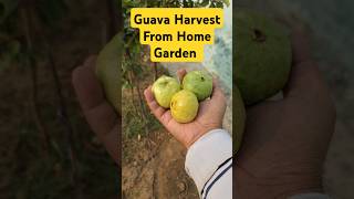 Fresh Guava Harvest from Our Home Garden! #GuavaHarvest #HomeGarden #FreshFruits #GardeningLife