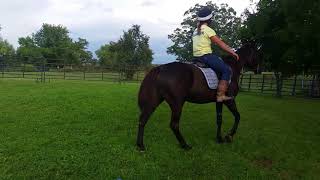 Beauty - adoptable horse at the PSPCA