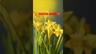 Beautiful Nature#meditationmusic#sleepingmusic#relaxingmusic#lullabymusic#youtubeshorts#shorts