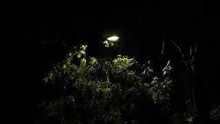 Rain being illuminated by a lantern | FREE DOWNLOAD #NoCopyright 4k #StockFootage