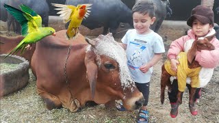 Rayan Ruman Playing with Big Cow