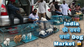 Cheapest Dogarket in India !2024 New Dog Price List