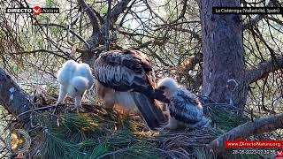 Lecciones de Vida en el nido de águila calzada: Pérdida y Esperanza, viviendo al límite (Parte II)