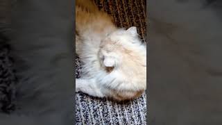 Zenga Persian Cat 🐈 saying Everything is Clean | Funny Sanitizing Cat 😻 #shorts #mrnnm #trending