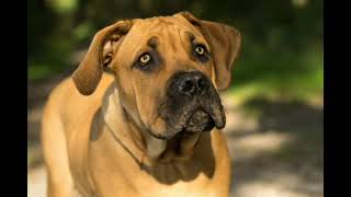 Boerboel