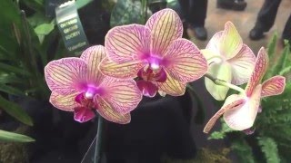 SOOS Orchid Show 2016