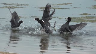 Fighting coots.