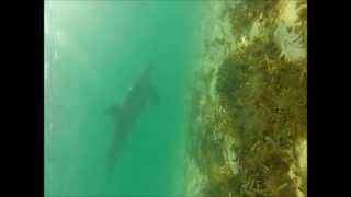 Swimming with wild dolphins in Eleuthera.  To learn more go to www.eleutheraparadise.com