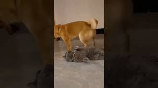 #funny #funnyvideo #funnyshorts #cat #cats #dog #dogs #shorts #shortsvideo #video #amazing #comedy