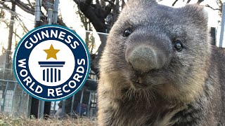 Meet the world's OLDEST WOMBAT! | Guinness World Records