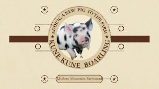 We Bought a New Kune Kune Boarling!