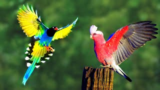 1 Hour with Birds Video | 100 Most Beautiful Birds on Earth | পৃথিবীর সবথেকে সুন্দর পাখি