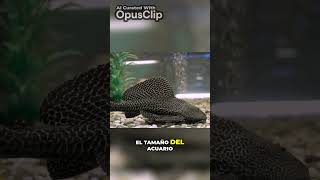 Consideraciones de cuidado para peces de fondo en acuarios: Todo lo que necesitas saber