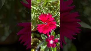 Dainthus  cute flowers || Home Gardening | #flowers #gardening #youtubeshorts