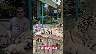 Spending time with a #TIGER #Be carefull when touching a tiger# viral# Trending rare video