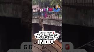 INDIA Vs USA - Zoo Tiger #shorts