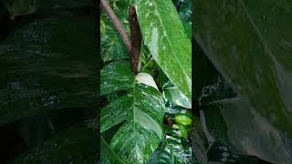 Epipremnum Pinnatum variegata. Tibatib. Gorgeous during a downpour. #plants #greenculturebuzz