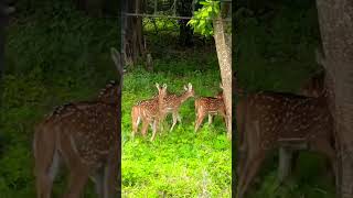 Deers road crossing Bannerghatta #shorts #youtubeshorts