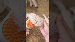 Pet brush#foryou #cute #catlike #cleaning #clean #cat #satisfactory #shorts #animals #youtubeshorts