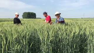 Epuration triticale