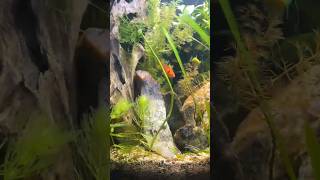 Planted Paradise #fish #shorts #aquascape #viral #video #aquarium