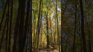 UNIQUE FALL EXPERIENCE: HUNDREDS OF MIGRATING BIRDS in the FOREST #forest #birds