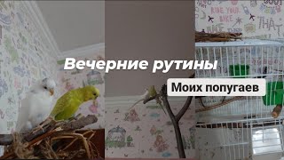 Вечерние рутины моих попугаев