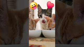 Look Dinner Time 😛 #subscribe #viral @youtubecreators #YouTubeHighFive