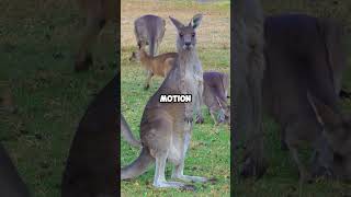 Why Kangaroos Can't Walk Backward: Discover the Unique Anatomy of Kangaroos | #shorts