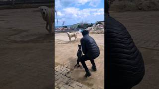 Doberman vs Sokak Köpeği #shorts #doberman