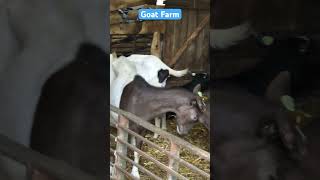 Goats kissing and hugging each other