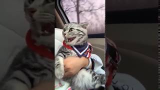 Cat having fun while on drive