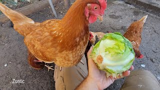 Chickens try lettuce. Will chickens eat lettuce?