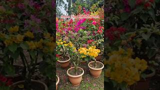 Multigrafted Thai Variety paper flower sell plant nursery kolkata wholesale rate