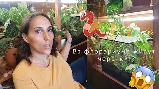 В моём флорариуме червяки(/новый флорариум/Bio Box.