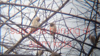 Burung yang ada disekitar kota