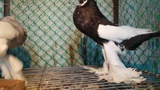 mackpai Potter pigeons ||ম্যাগপাই পটার  shokher pakhi tv