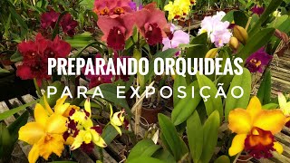 Preparando orquídeas para viagem e exposição