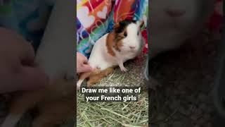 Draw me like one of your French girls #shorts #guineapig