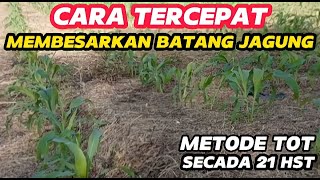 Part 2 : Metode Perawatan Jagung Manis Utamakan Pembesaran Batang