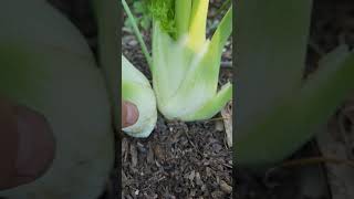 Fennel..an Underappreciated Vegetable