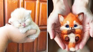 الطف الحيوانات الصغيره على الاطلاق 3 ستلمس قلبك❤️️ cutest small baby animals ever