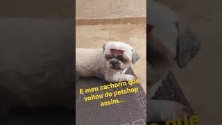 Olha o charme desse doguinho... Parabens @lunapetstore04 #dog #petshop #shitsu #shots