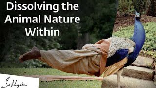 Dissolving the Animal Nature Within | International Day Of Yoga