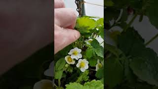 Strawberries in bloom on Easter Sunday